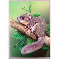 Соня-полчок. Грызуны. Открытка