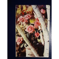 Поздравляем!  Розы, береза.  1971 г.  подписанная.  двойная.