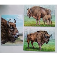 Зубры. Набор из 3-х открыток