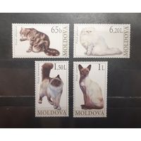 Молдова. 2007 год. Фауна. Кошки (771)