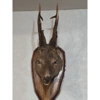 Чучело косули