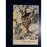 Поздравляю!  Цветы, птичка.  1970 г.  подписанная. двойная.
