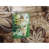 Календарик,кот,2011