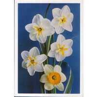 Чистая открытка 1978г. "Нарциссы" фото Г. Костенко