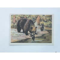 Трофимов медведица и медвежата 1954 10х15 см