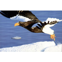 Почтовая карточка "Белаплечы арлан"