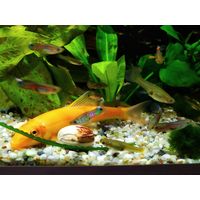 Рыбка Гуппи эдлера 12 шт. - 4 рубля, одна 40 копеек, в Ваш аквариум, без выбора. В наличии 24шт. Самовывоз