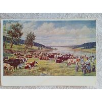1951. соцреализм. Яковлев. Колхозное стадо