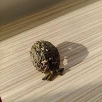 Коллекционная кокарда чиновника РИА в комплекте венок и петлица позолота в патине