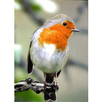 Почтовая карточка "Малiнаука"