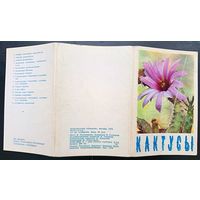 Комплект из 15 открыток (полный) Кактусы 1972
