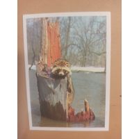 Календарь 1990 Енот