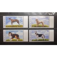 Молдова. 2006 год. Фауна. Собаки (810)