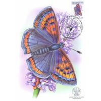 Беларусь 2025 Дикая природа фауна насекомые картмаксимум бабочка