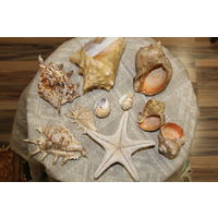 Лот Моря Ракушки Шикарные