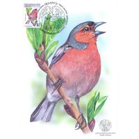 Беларусь 2025 Дикая природа фауна птицы картмаксимум зяблик