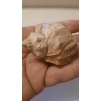 Ракушка черноморская Рапан