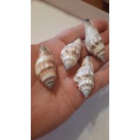 Ракушка маленькая (по одной штуке)