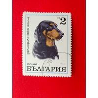 Болгария. Собаки. ( 1 марка ). 10-3.