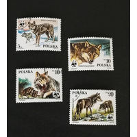 Польша 1985 г. Волки. WWF Охраняемые животные, полная серия из 4 марок #0215-Ф1P41