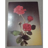 Открытка 1982 год. Фото Д. Киндровой. Розы, чистая