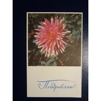 Поздравляю!  Астра.  1968 г.  подписанная.