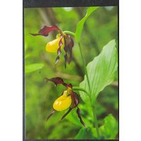 Беларусь 2021 открытка орхидея.