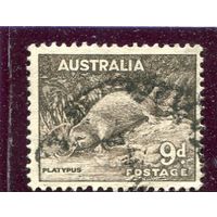 Австралия. Стандарт. Фауна. Утконос