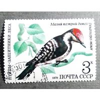 Марка СССР 1979 год Птицы