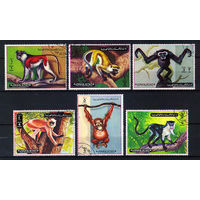 1972 ОАЭ. Аджман. Обезьяны