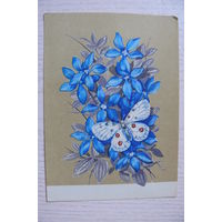 Колганов В., Цветы и бабочка; 1970, чистая, ДМПК.