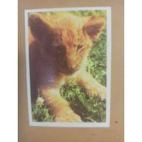 Календарь 1990 Львенок