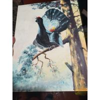 Глухарь, тетерев.