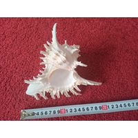 Ракушка морская