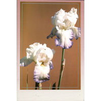 Почтовая карточка "Ирис Эмма Кук"