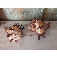 Ракушки Мурекс Индивия, 2 шт.