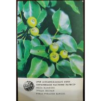 Календарик Прибалтика Груша