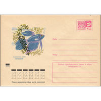 Художественный маркированный конверт СССР N 8232 (11.05.1972) Аквариумные рыбы. Петушок