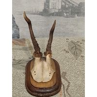 Рога косули