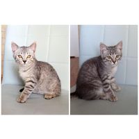 Тигровые котята в дар