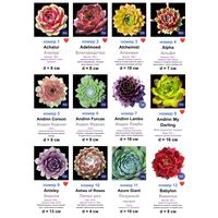 КАМЕННЫЕ РОЗЫ (молодила) 133 сорта (1 часть)