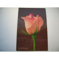 Цветы Роза Дети Анна Геддес АртДизайн 2006 год двойная подписана