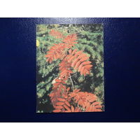 Ветка рябины.  1986 г.  мини.