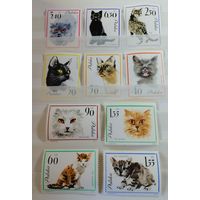 Польша 1964 Кошк