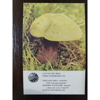 Календарик Прибалтика Дубовик