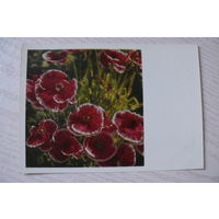 Панов В., Маки; 1968, подписана.