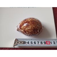 Ракушка морская
