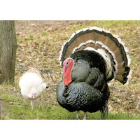 Открытка "Индюк"