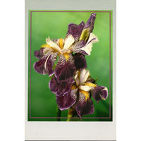 Почтовая карточка "Ирис Хан-Тенгри"