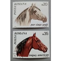 Лошади. Румыния